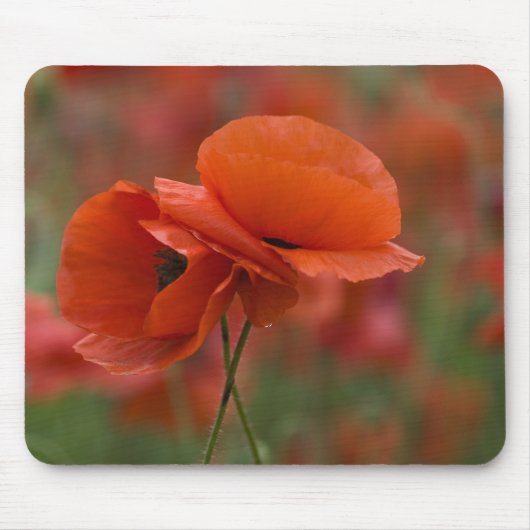 USA, North Carolina. Zwei rote Pfeffer Mousepad (Vorne)