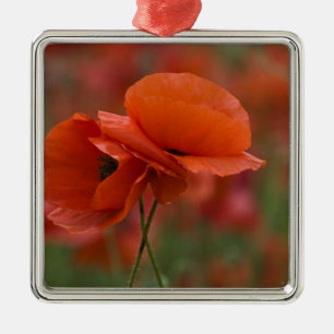 USA, North Carolina. Zwei rote Pfeffer Silbernes Ornament