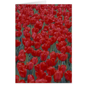 USA, Ohio, Cincinnati. Bett aus roten Tulpen
