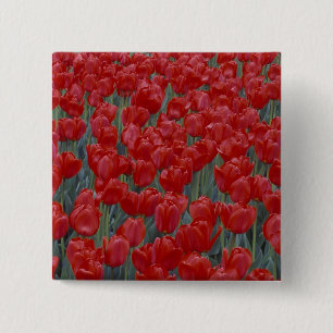 USA, Ohio, Cincinnati. Bett aus roten Tulpen Button