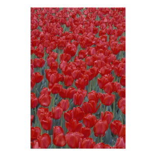 USA, Ohio, Cincinnati. Bett aus roten Tulpen Fotodruck