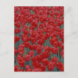 USA, Ohio, Cincinnati. Bett aus roten Tulpen Postkarte