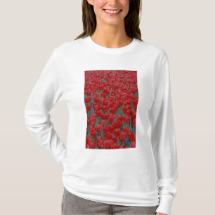USA, Ohio, Cincinnati. Bett aus roten Tulpen T-Shirt