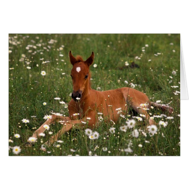 USA, Oregon, Arabian Pony. (Vorderseite (Horizontal))