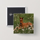 USA, Oregon, Arabian Pony. Button (Vorne & Hinten)