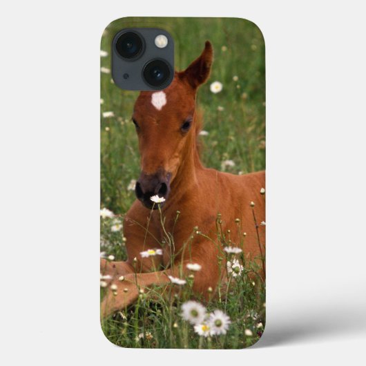USA, Oregon, Arabian Pony. Case-Mate iPhone Hülle (Rückseite)