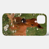 USA, Oregon, Arabian Pony. Case-Mate iPhone Hülle (Rückseite (Horizontal))