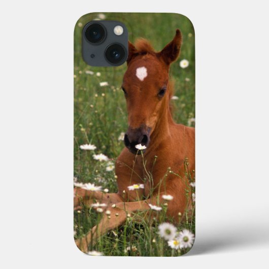 USA, Oregon, Arabian Pony. Case-Mate iPhone Hülle (Rückseite)