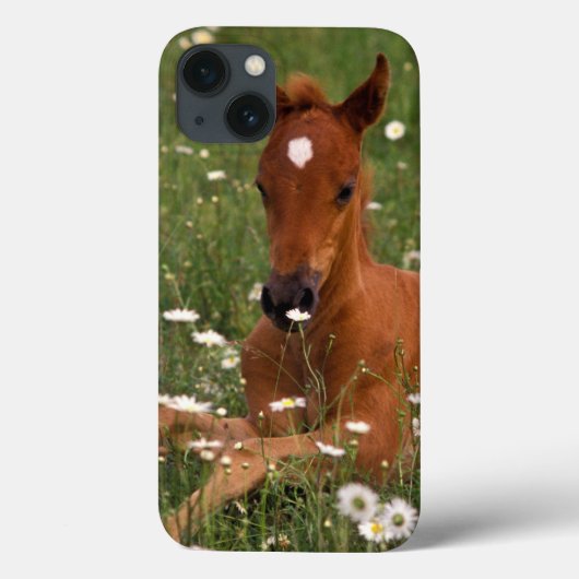USA, Oregon, Arabian Pony. Case-Mate iPhone Hülle (Rückseite)