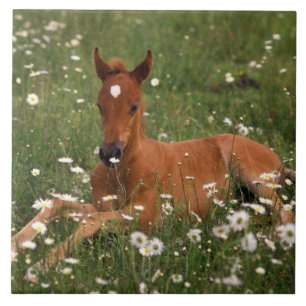 USA, Oregon, Arabian Pony. Fliese
