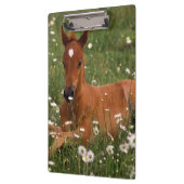 USA, Oregon, Arabian Pony. Klemmbrett (Links)