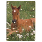USA, Oregon, Arabian Pony. Klemmbrett (Rückseite)