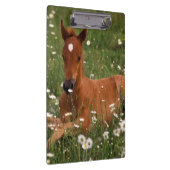 USA, Oregon, Arabian Pony. Klemmbrett (Rechts)