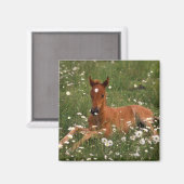 USA, Oregon, Arabian Pony. Magnet (Vorderseite/Rückseite)