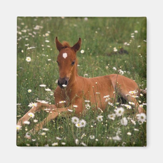 USA, Oregon, Arabian Pony. Magnet (Vorne)
