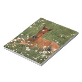 USA, Oregon, Arabian Pony. Notizblock (Rotiert)