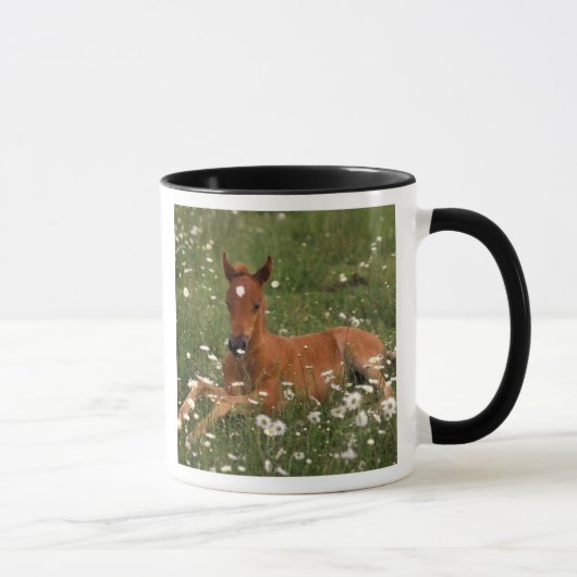 USA, Oregon, Arabian Pony. Tasse (Rechts)