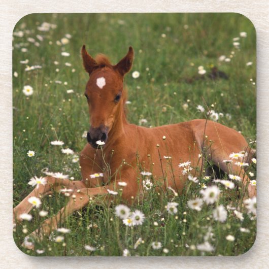 USA, Oregon, Arabian Pony. Untersetzer (Vorderseite)