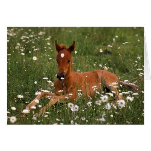 USA, Oregon, Arabisches Pony.