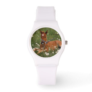 USA, Oregon, Arabisches Pony. Armbanduhr
