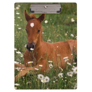 USA, Oregon, Arabisches Pony. Klemmbrett