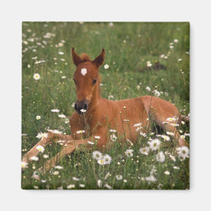 USA, Oregon, Arabisches Pony. Magnet
