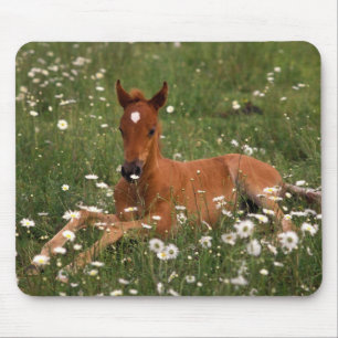 USA, Oregon, Arabisches Pony. Mousepad
