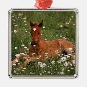 USA, Oregon, Arabisches Pony. Ornament Aus Metall