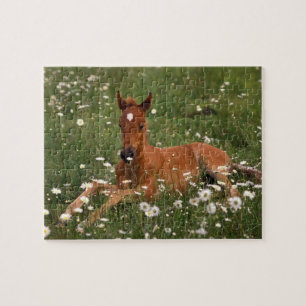 USA, Oregon, Arabisches Pony. Puzzle