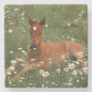 USA, Oregon, Arabisches Pony. Steinuntersetzer