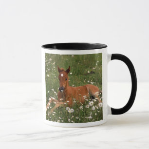 USA, Oregon, Arabisches Pony. Tasse