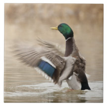 USA, Oregon, Baskett Slough National Wildlife