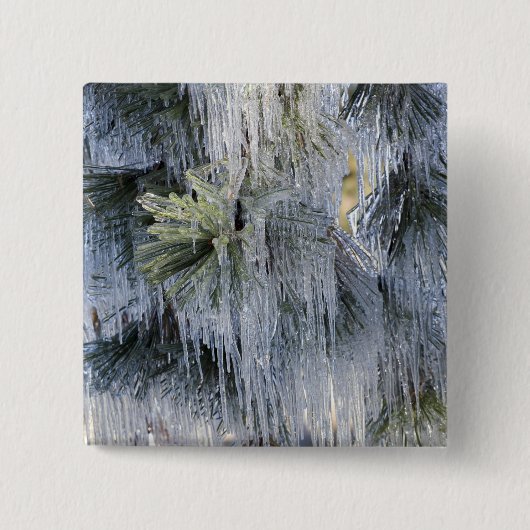 USA, Oregon, Bend. Das Eis auf Ponderosa Button (Vorderseite)