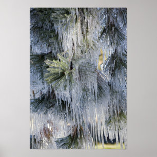 USA, Oregon, Bend. Das Eis auf Ponderosa-Kiefer Poster