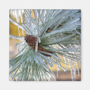 USA, Oregon, Bend. Ponderosa-Kiefernadeln sind Magnet
