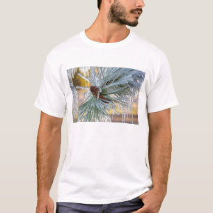 USA, Oregon, Bend. Ponderosa-Kiefernadeln sind T-Shirt