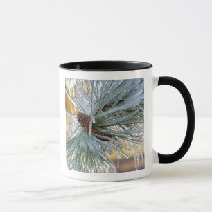 USA, Oregon, Bend. Ponderosa-Kiefernadeln sind Tasse