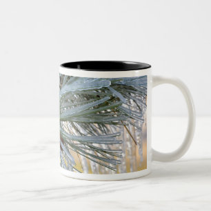 USA, Oregon, Bend. Ponderosa-Kiefernadeln sind Zweifarbige Tasse