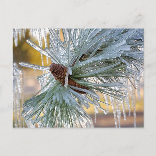 USA, Oregon, Bend. Ponderosa-Kiefernnadeln Postkarte (Vorderseite)