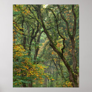 USA, Oregon, Champoeg State Park. Herbst Poster