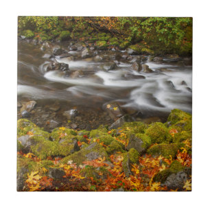 USA, Oregon, Columbia River Gorge, Tanner Creek 2 Fliese