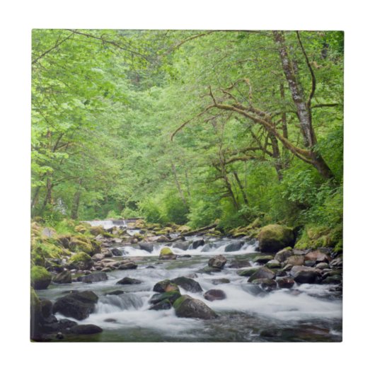 USA, Oregon, Columbia River Gorge, Tanner Creek 4 Fliese (Vorderseite)