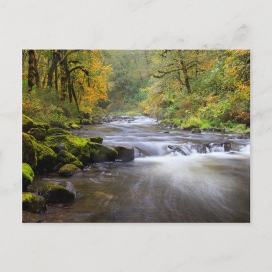 USA, Oregon, Columbia River Gorge, Tanner Creek Postkarte (Vorderseite)