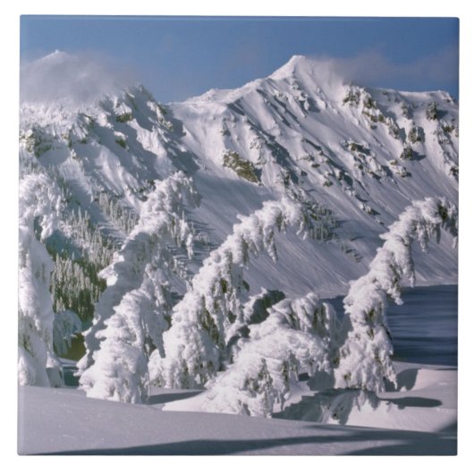 USA, Oregon, Crater Lake NP. Baumbogen unter der Fliese (Vorderseite)