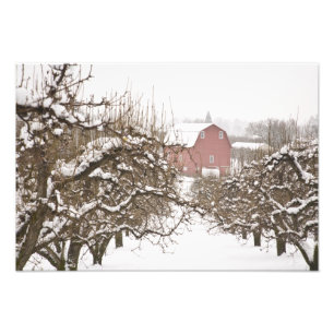 USA, Oregon, Hood River. Schneebedeckter Apple Fotodruck