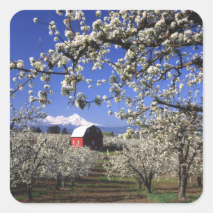 USA, Oregon, Hood River Valley, Birnbaumplantage Quadratischer Aufkleber