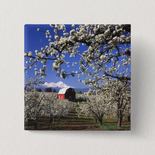 USA, Oregon, Hood River Valley, Pear orchard Button (Vorderseite)