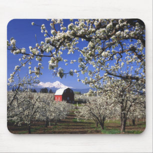 USA, Oregon, Hood River Valley, Pear orchard Mousepad