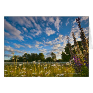 USA, Oregon, Landkreis Marion, Wiese mit