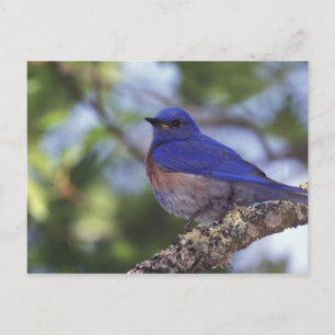 USA, Oregon. Männliche Westliche Blaumeise Postkarte
